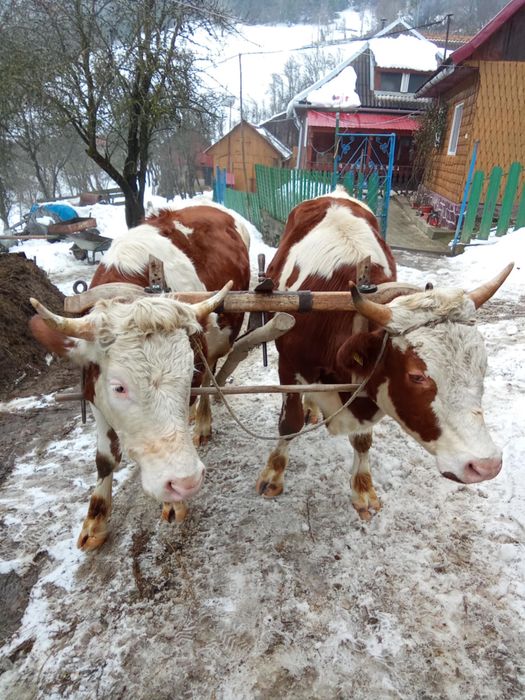 Vand junci de doi ani