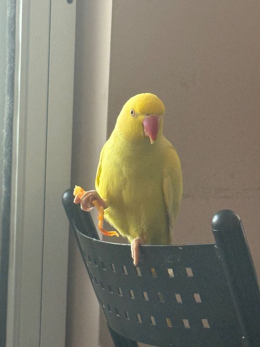 Papagal micul Alexander