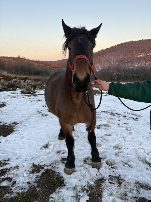 Iapa si manza de vanzare