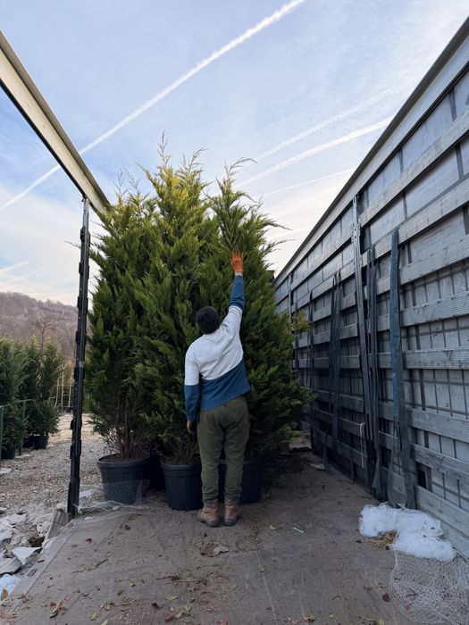 Palmieri trachycarpus,spirala,pon-pon,pin, leylandii ,plante ornamenta