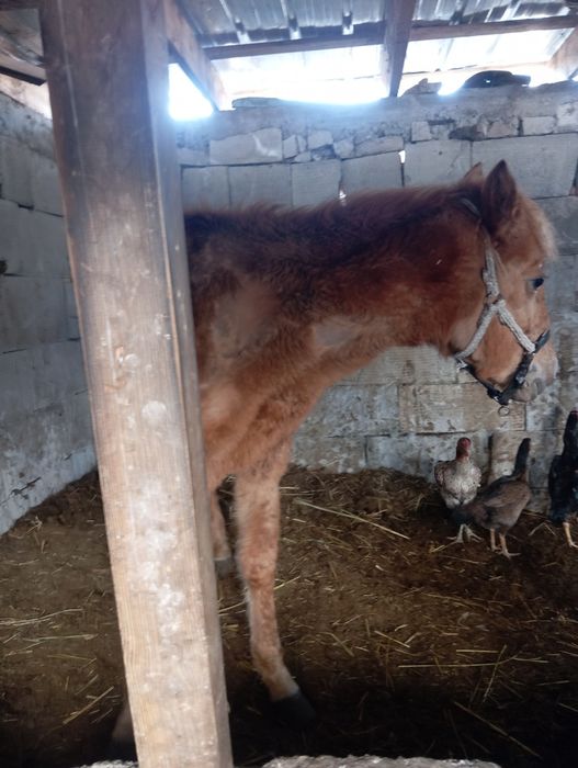 Продам жеребёнка