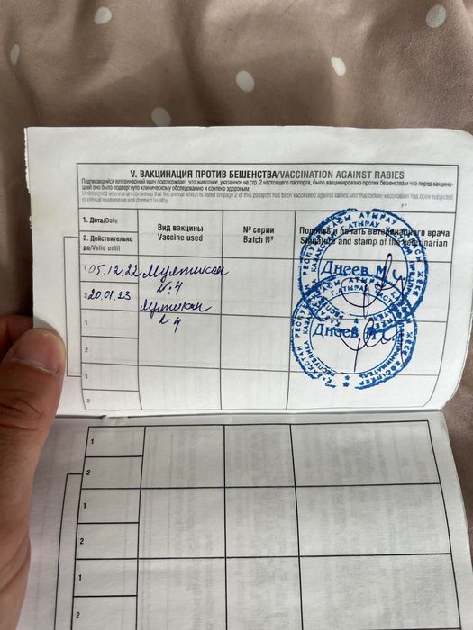 Кавказская овчарка