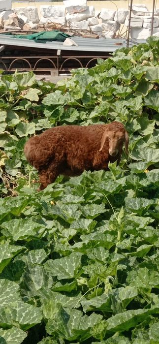 Кузичок ва бузоклар сотилади