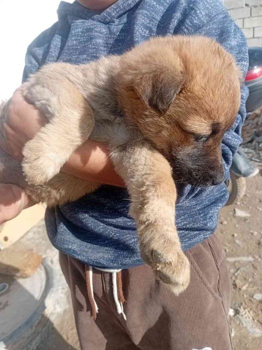 4 та кучукча хадияга