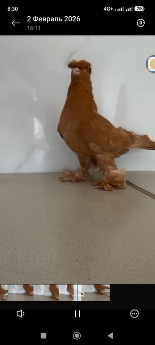 Продам голубей...