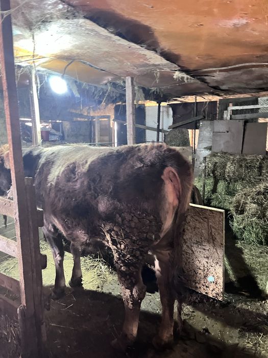 буаз тайынша сатылады