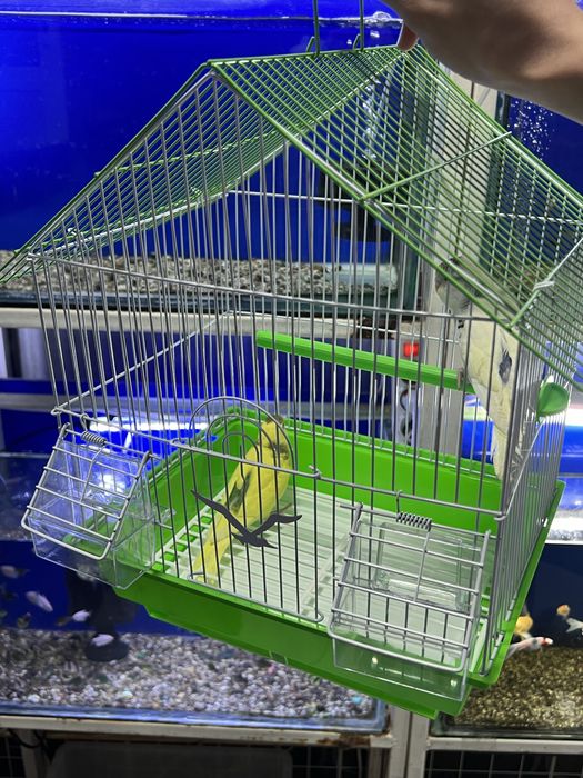 Har hil turdagi papugaylar qafaslari bilan