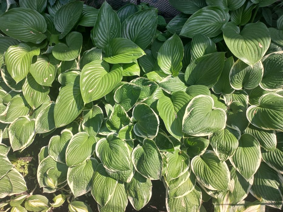 Хоста  взрослая взрослый куст