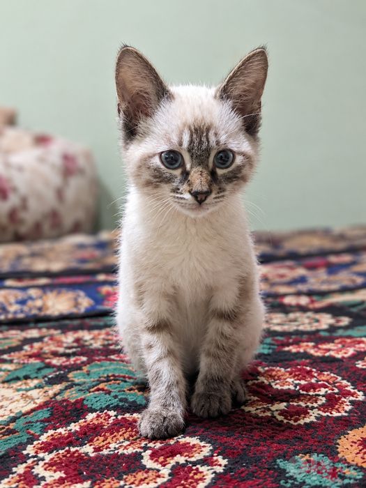 продается котенок в хорошие руки