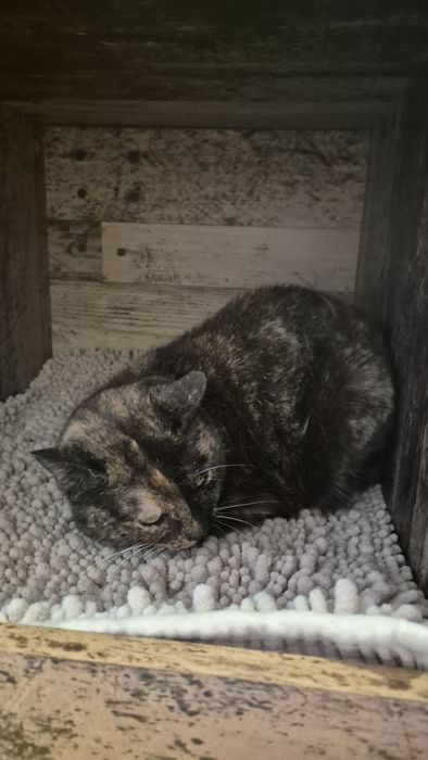 Tortilinie pisica cauta acasa