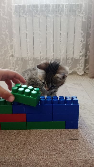 "Рожденную в рубашке" в добрые руки