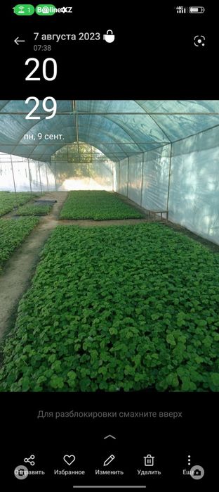 Продам рассаду разных сортов