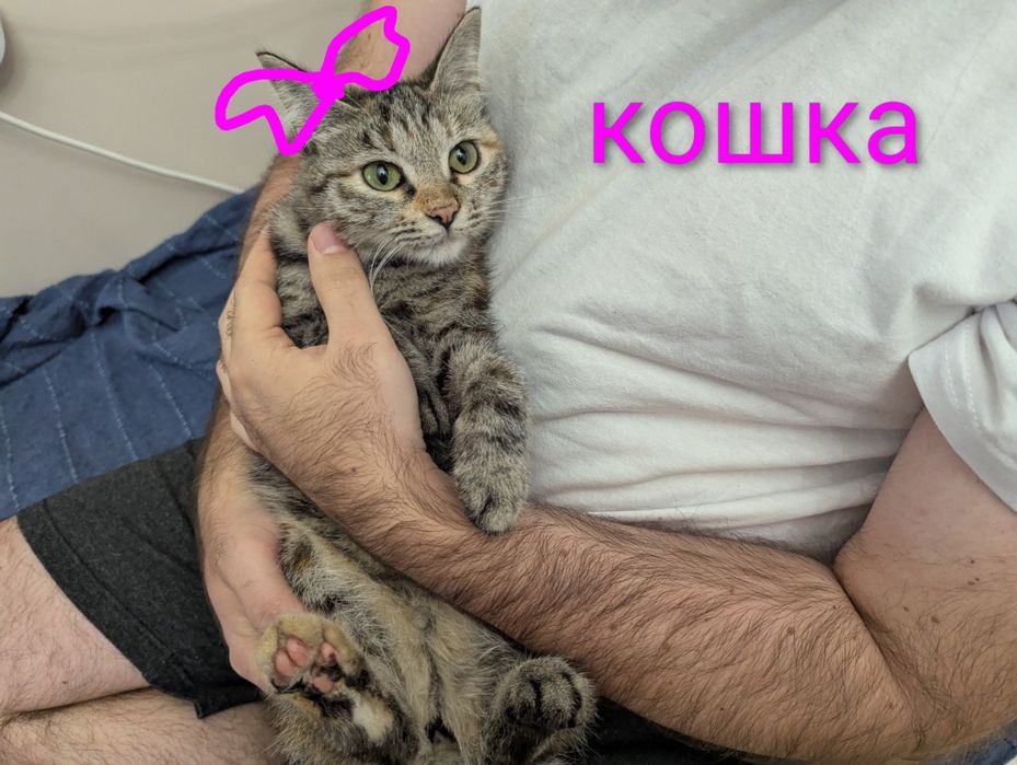 Котятки! В добрые руки