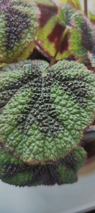 Продам комнатные цветы