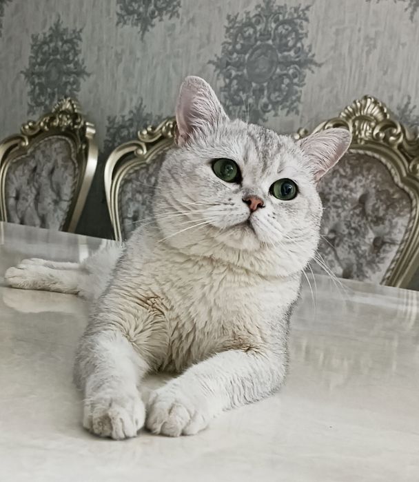 Серебристая шиншилла угилбола