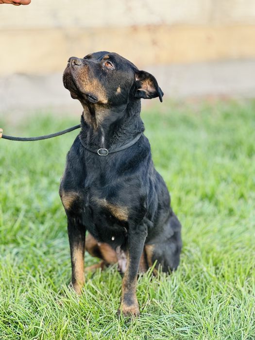 Ротвелер. 2 года. Ищет семью. Девочка