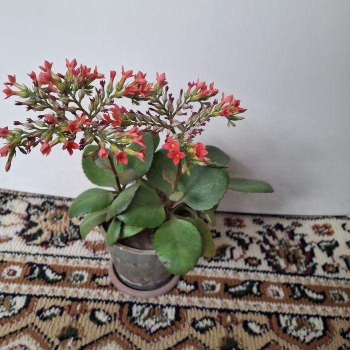 Продаются  комнатные цветы разных сортов сортов