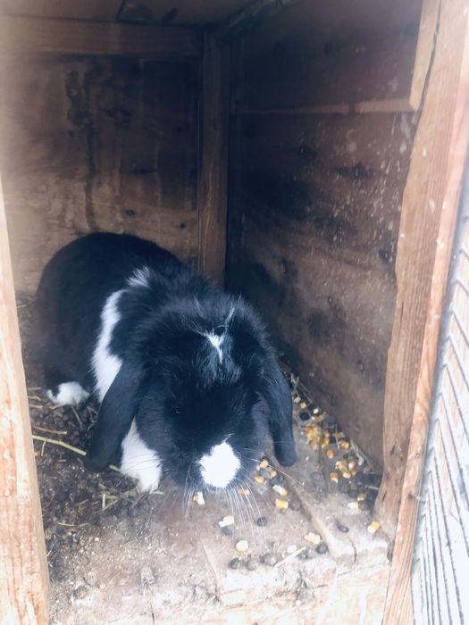 Взрослые кролики