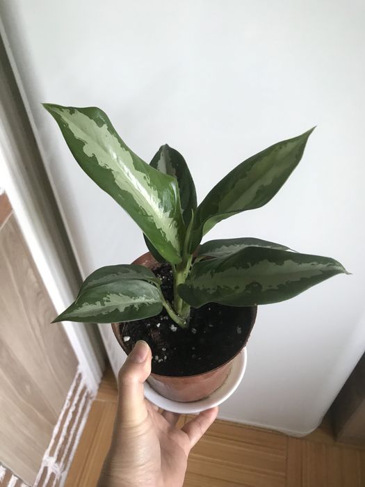 Комнатные цветы недорого