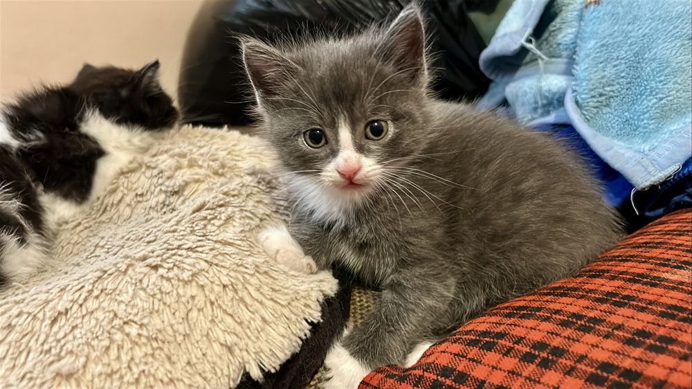 Котята 1,5 месяца