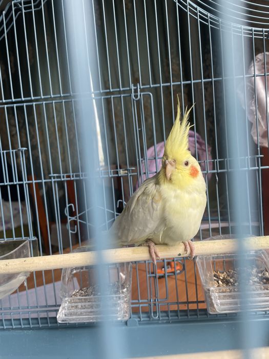 Продаю попугай вместе с клеткой.