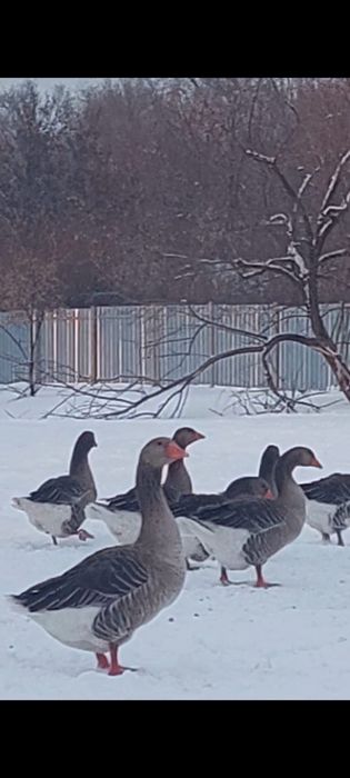 Гуси крупно серый и халмагор