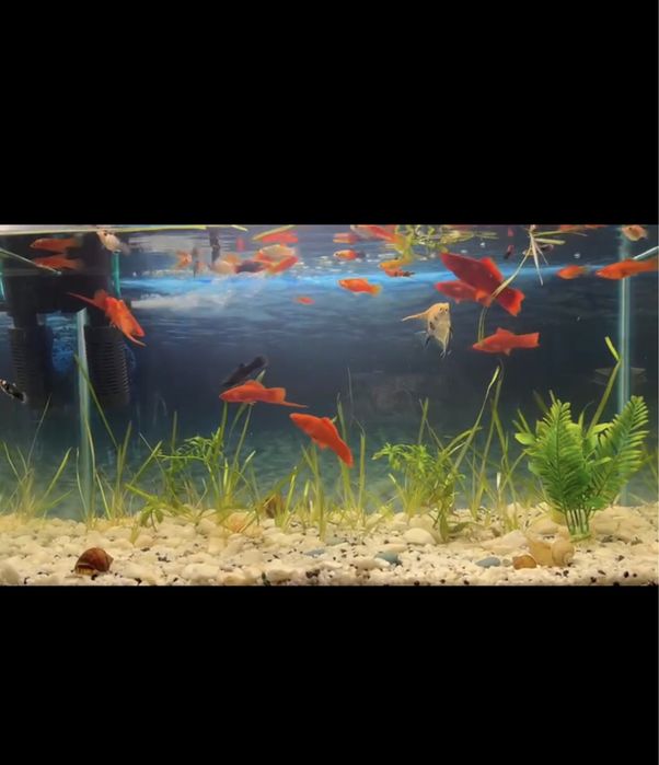 Аквариум 70 литров.
