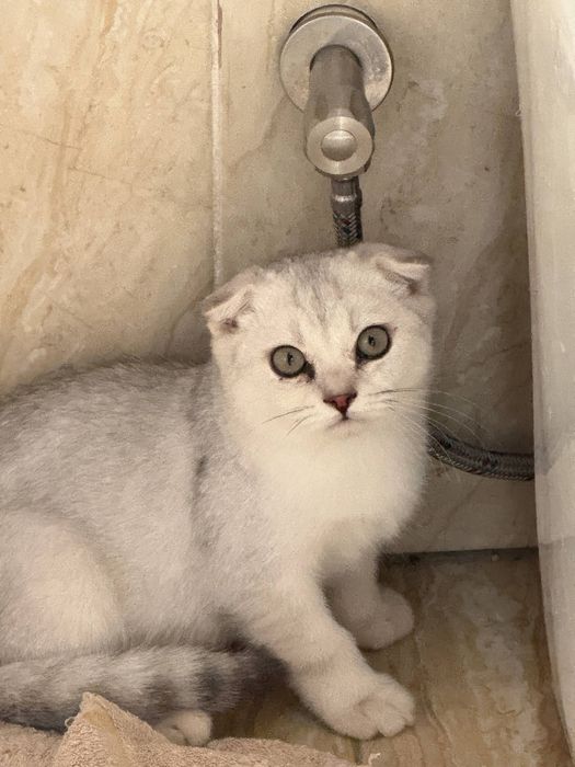 Чистокровные шотландские вислоухие котята
