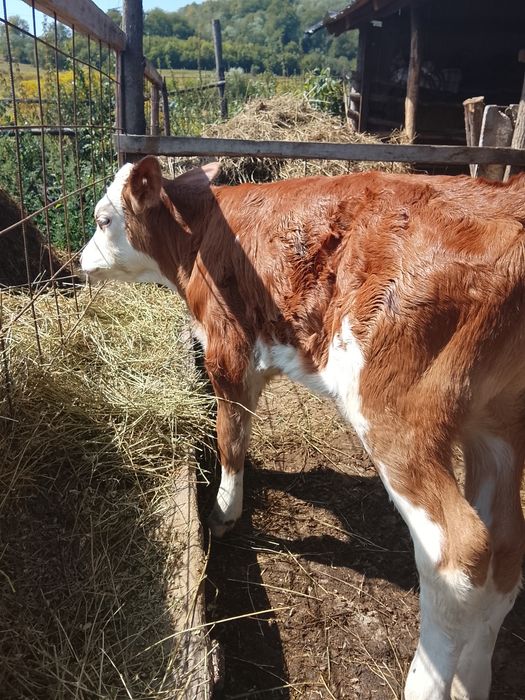Vând sau schimb doua vitele de 3 luni și una de trei săptămâni
