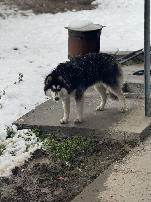 Собака хаски 8 месяц