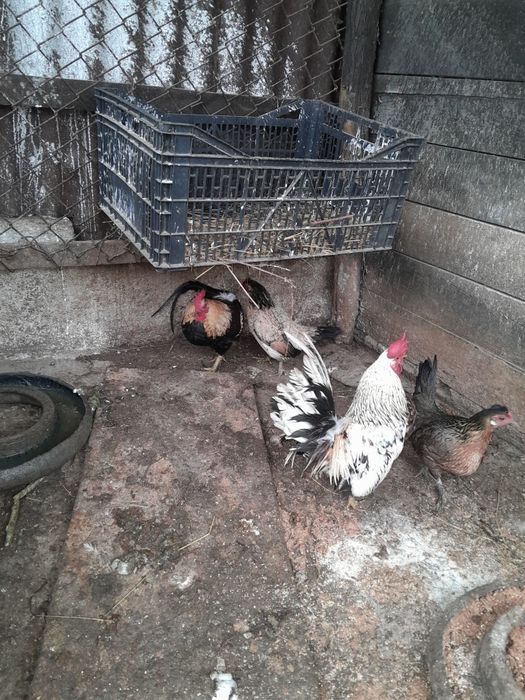 Găini pitice tinere