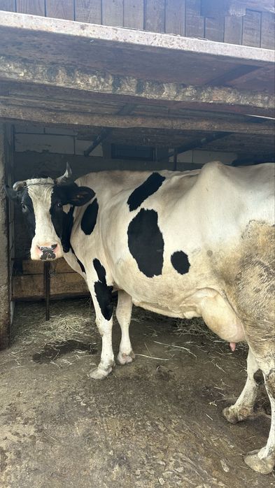 Vand vaca de lapte Holstein