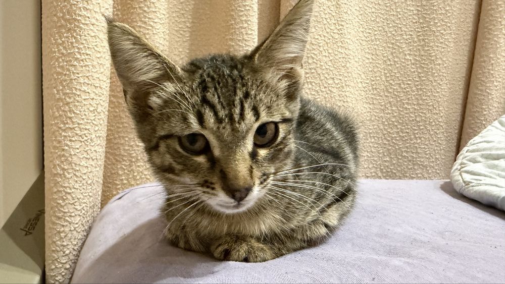 ищу дом для котенка