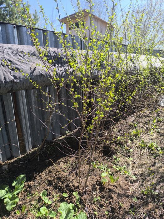 Саженцы вишни крупной