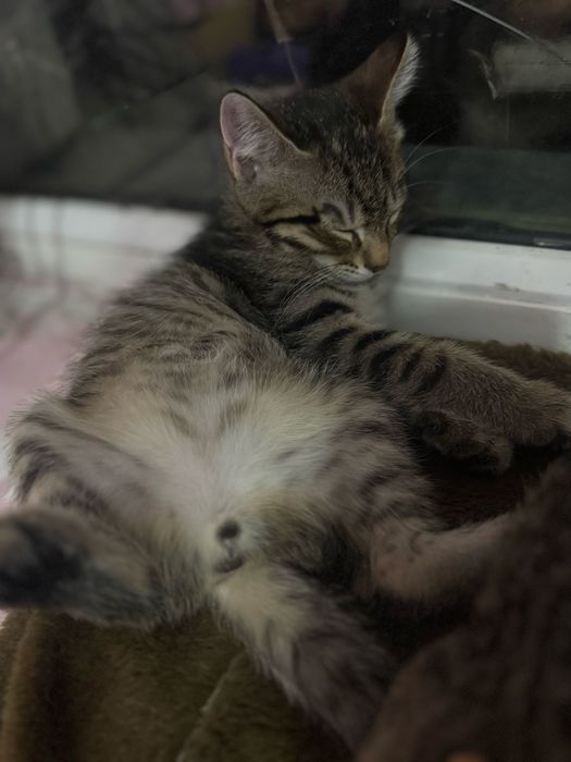 Милые Котята бесплатно