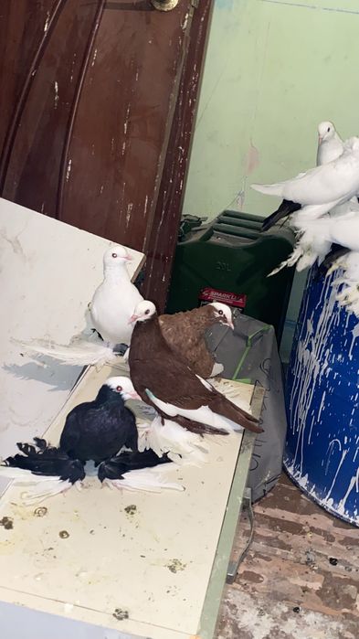 Гарантия 16 ггпрор