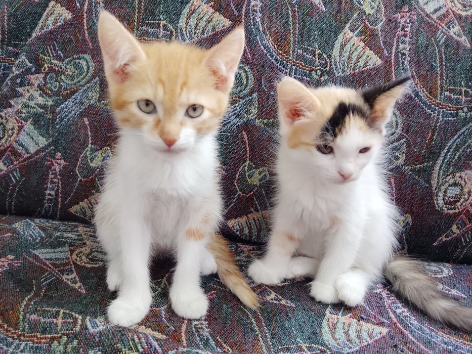 Отдаем котят в хорошие руки