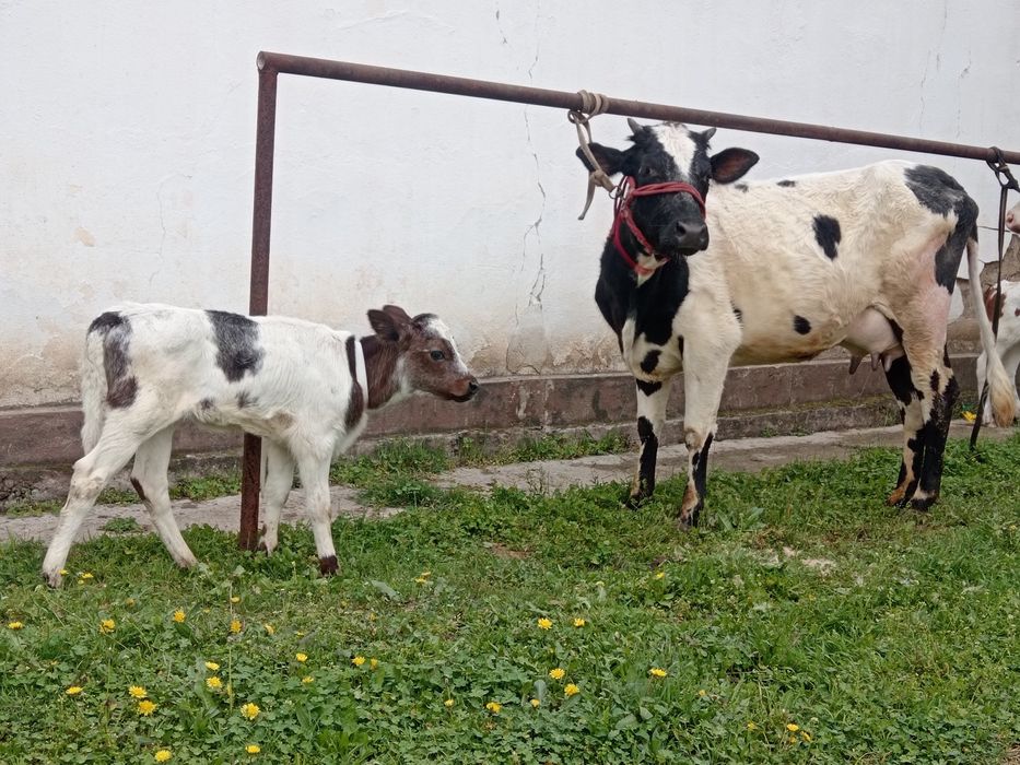 Ona bola bolasi smintal