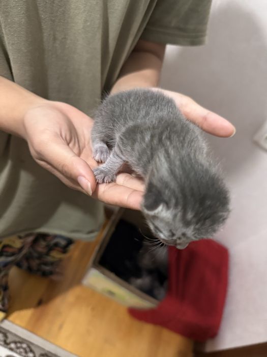 Кошки есть одна неделья