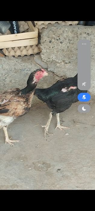 Сатлады срочнааа