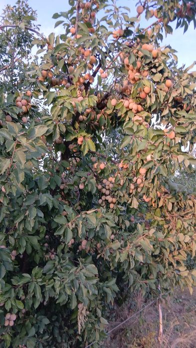 Prune de țuica de vanzare