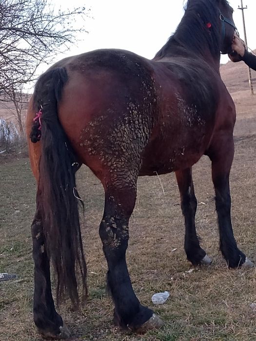 Vind iapa bună de căruță