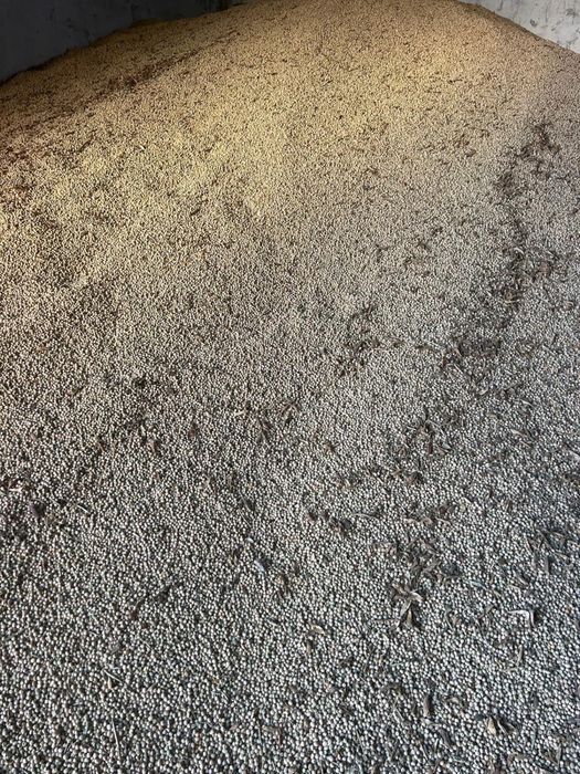 mazare productie 2025