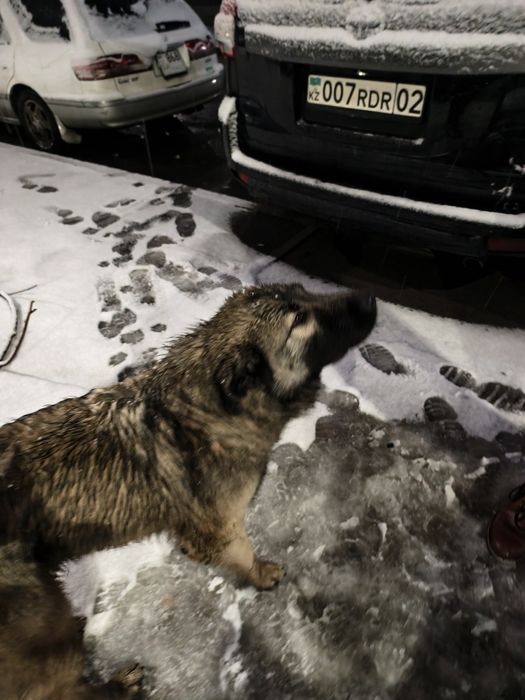 Собака найдена Мамыр