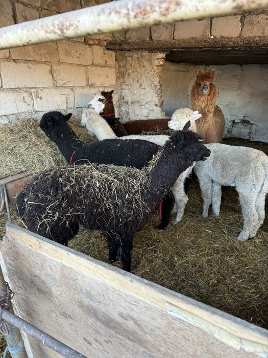 Vand 3 alpaca masculi