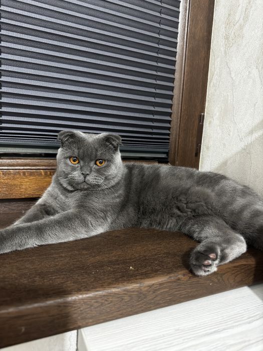 Продается кошка британский скотч цена договорная