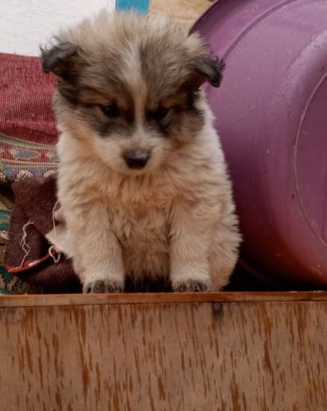 Отдам щенков в хорошие руки