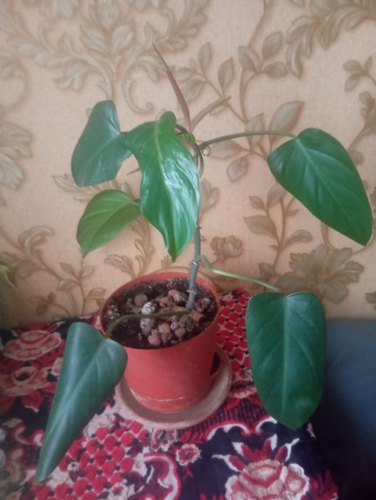 Продам черенки филодендрона