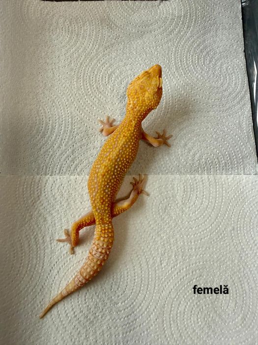 Șopârlă Gecko Leopard