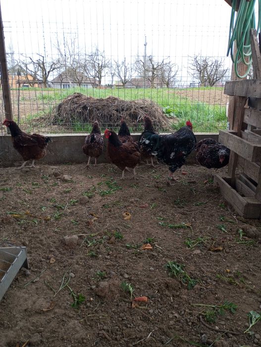 Găini, cocosi Sussex Portelan 2 familii